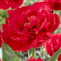 נורות פרחים רדומות של ואן זיברדן נורות פרחים רדומות, שמש מלאה, אדום