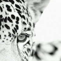 רוגע מלכותי מאת Staffan Widstrand Leopard Photo Canvas Art
