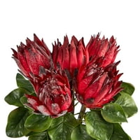 כמעט טבעי 23 קינג פרוטאה סידור פרחים מלאכותי באגרטל זכוכית, אדום