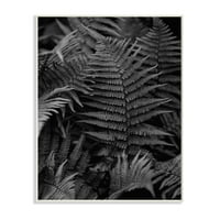 פרנזות תעשיות סטופל ביער תצלום שחור לבן לאומנות לא ממוסגרת אמנות קיר, 13x19