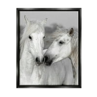נשיקת סוס לבן בעלי חיים וחרקים תצלום